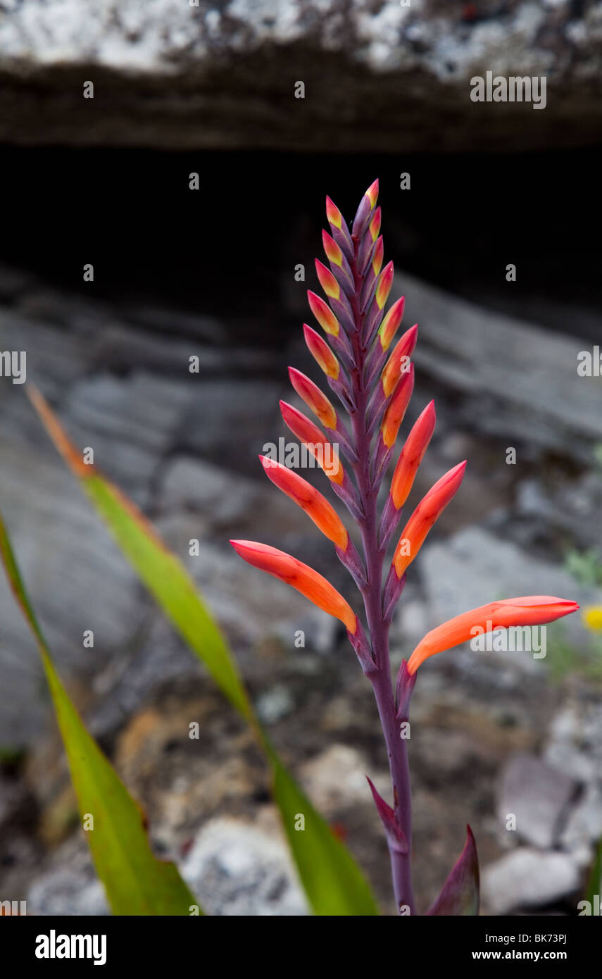 Nahaufnahme einer Evolventen Watsonia Blume Stockfoto