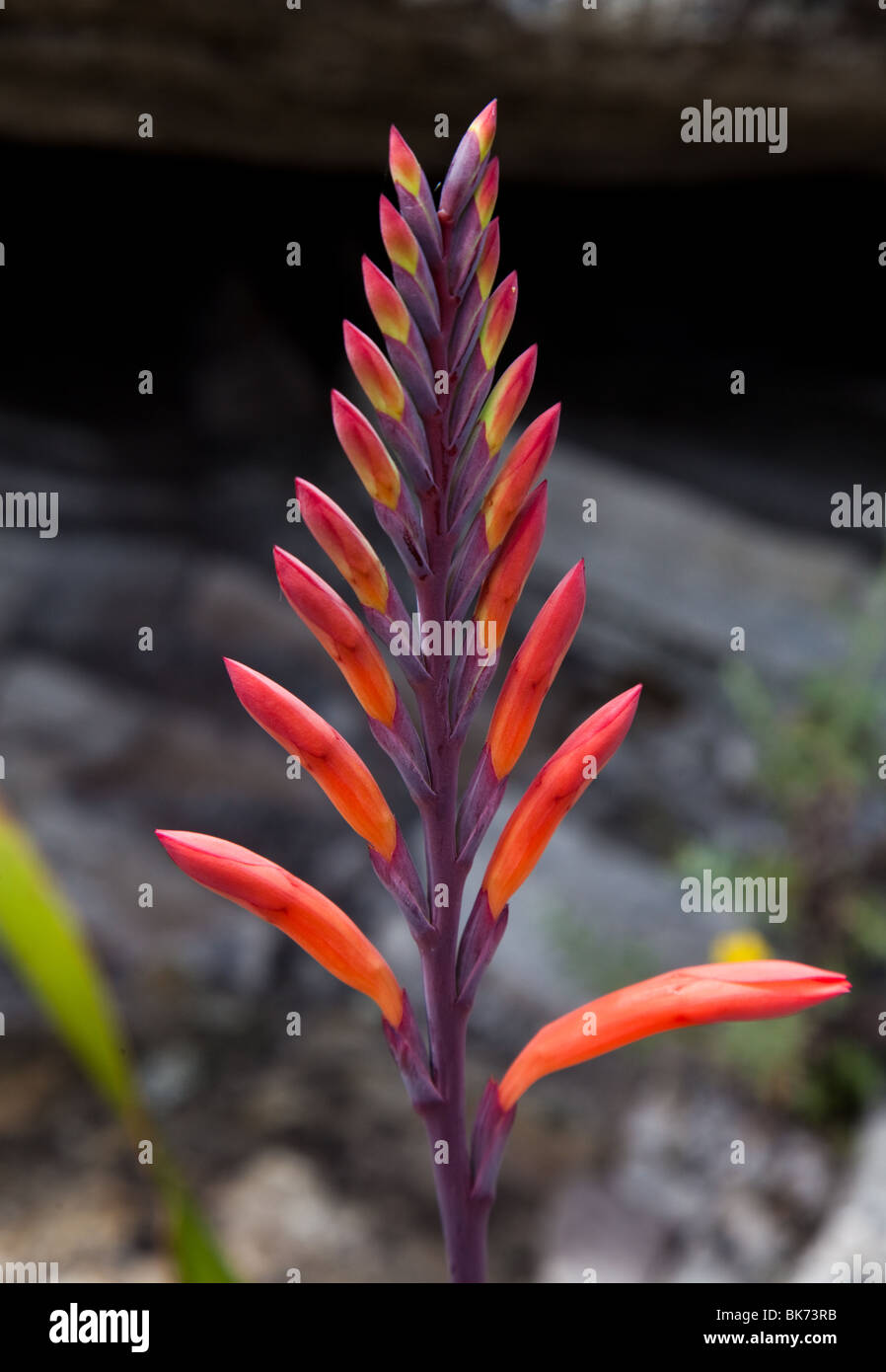 Nahaufnahme einer Evolventen Watsonia Blume Stockfoto