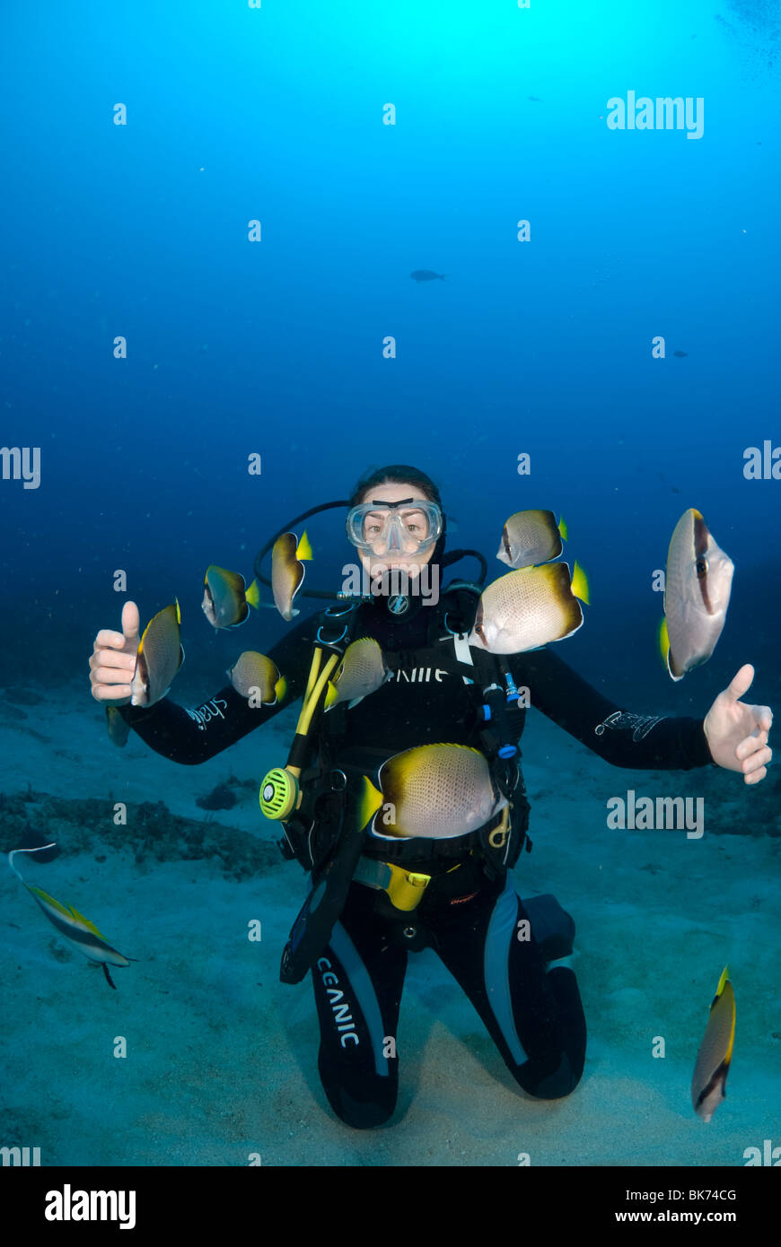 Scuba Diver Beeing untersucht, von einer Gruppe von Reinigung Falterfische, Süd Afrika, Indischer Ozean. Stockfoto