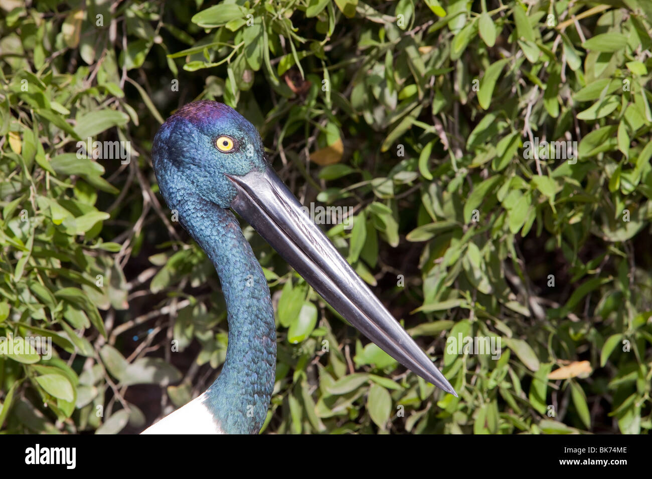 Nahaufnahme eines Necked Schwarzstorch oder Jabiru (Nahrung Asiaticus) in Hartleys Crocodile Farm in der Nähe von Cairns. Stockfoto