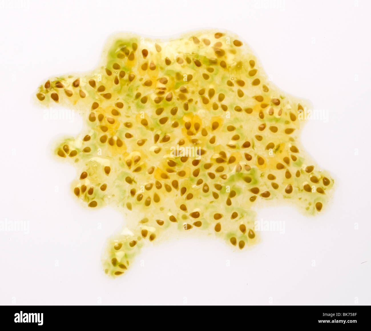Cherry Tomaten Samen Stockfoto