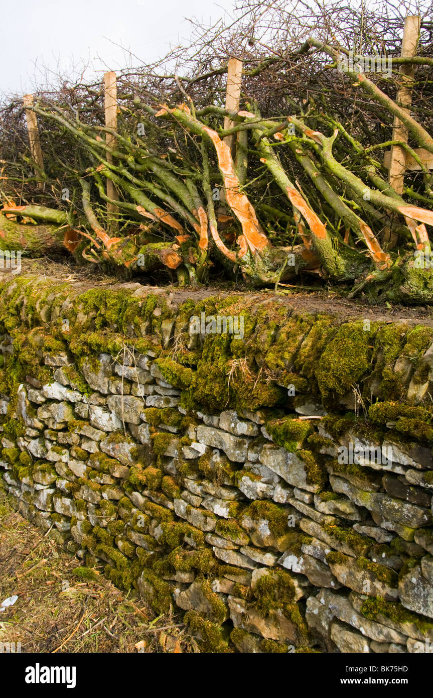 Frisch gelegt Absicherung über eine Trockensteinmauer in der Nähe von Ladybower Vorratsbehälter, Peak District, Derbyshire, England, UK Stockfoto