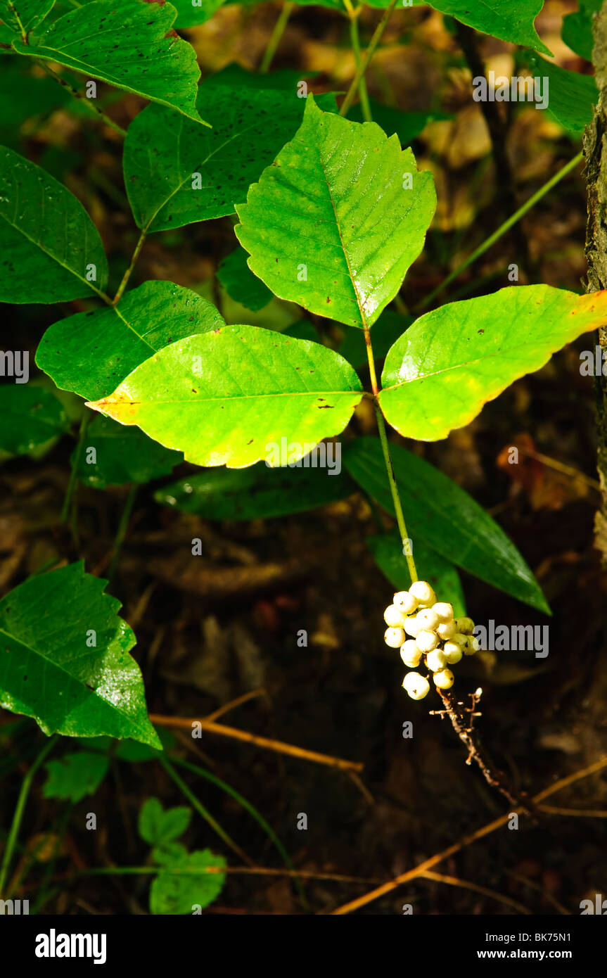 Poison Ivy Pflanzen wachsen im Wald - gemeinsame giftige Pflanze in  Nordamerika Stockfotografie - Alamy