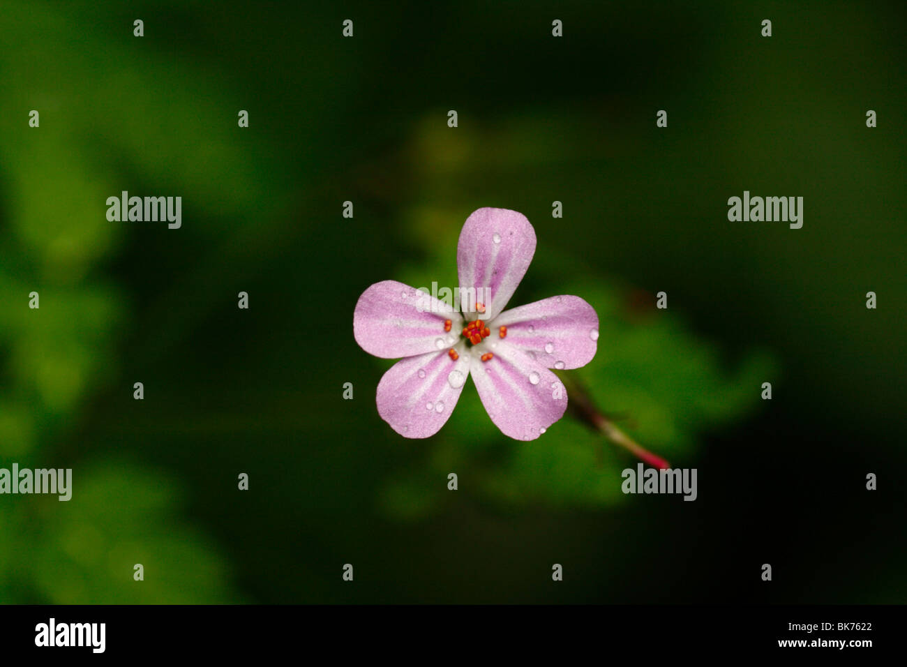 Robert Kraut, Geranium robertianum Stockfoto