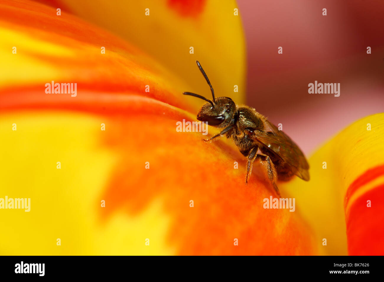 Eine kleine Bronze Schweiß Biene besucht eine bunte Tulpe. Stockfoto