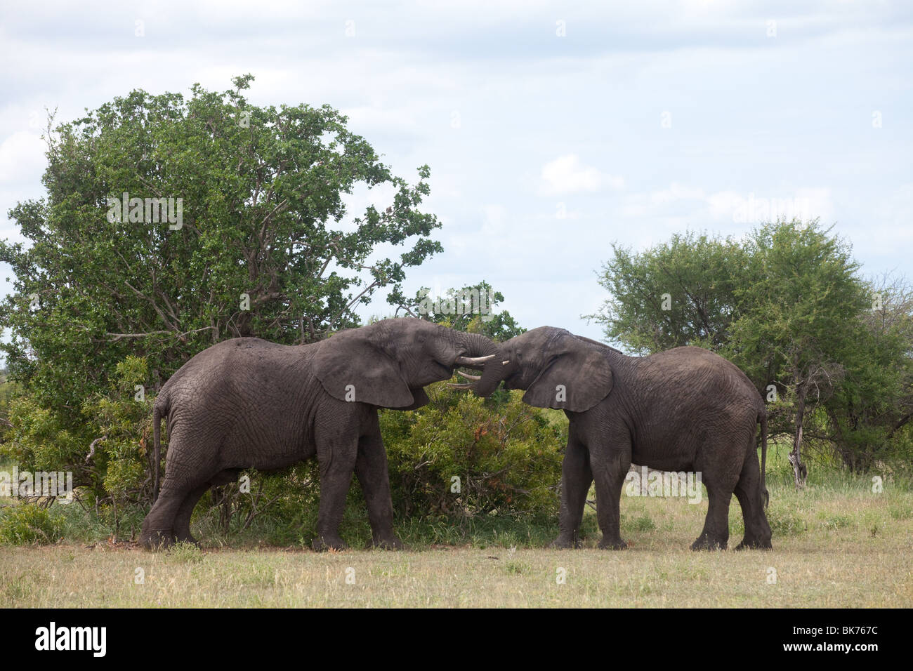 Zwei Elefanten-Bullen kämpfen im afrikanischen Busch Stockfoto