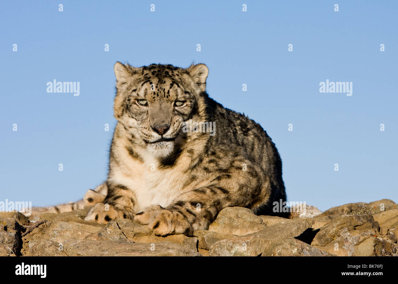 Schneeleopard (Uncia Uncia) ruht auf einem Felsenrücken Stockfoto