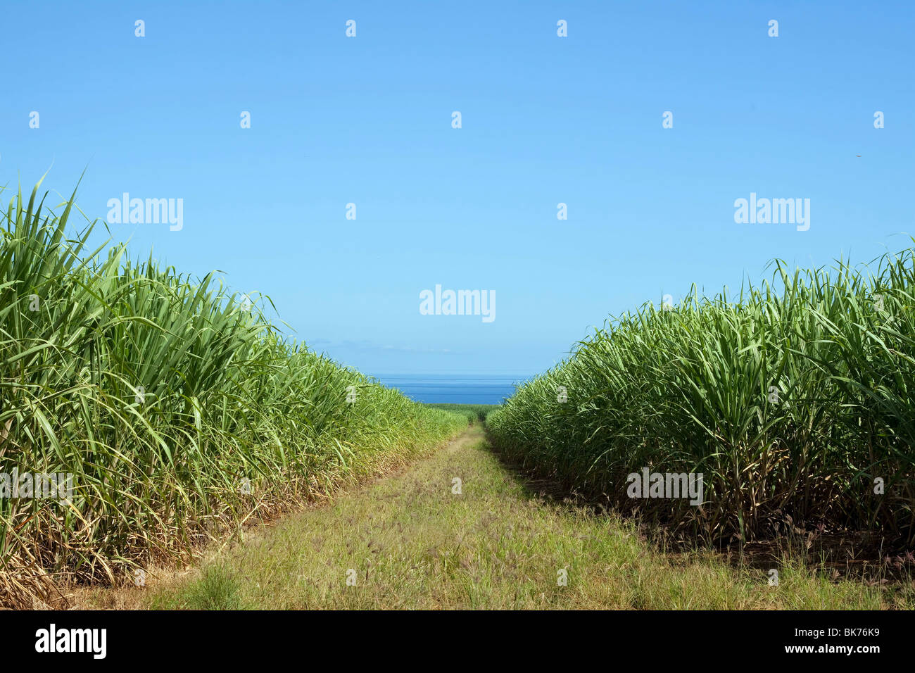 Zuckerrohr-Plantage auf der tropischen Insel Mauritius mit einem schönen schönen Hintergrund. Stockfoto