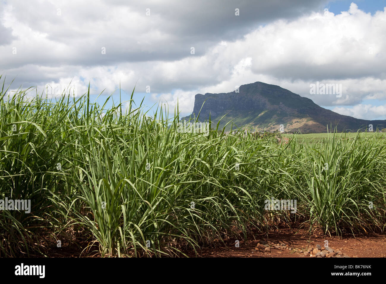 Zuckerrohr-Plantage auf der tropischen Insel Mauritius mit einem schönen schönen Hintergrund. Stockfoto