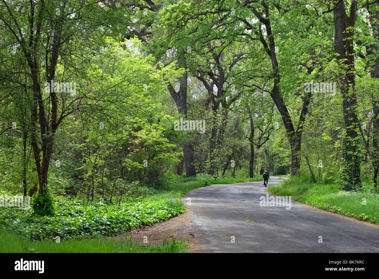 Bidwell Park in Chico, CA im Frühjahr. Stockfoto