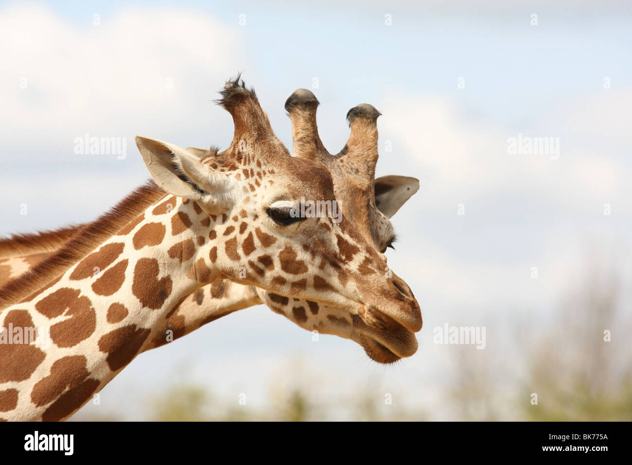 Zwei Rothchild Giraffen kuschelte einander Stockfoto