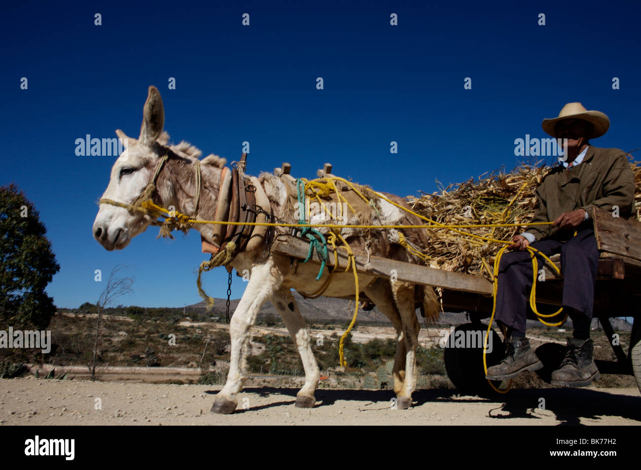 Esel Mit Kutsche Stockfotos und bilder Kaufen Alamy