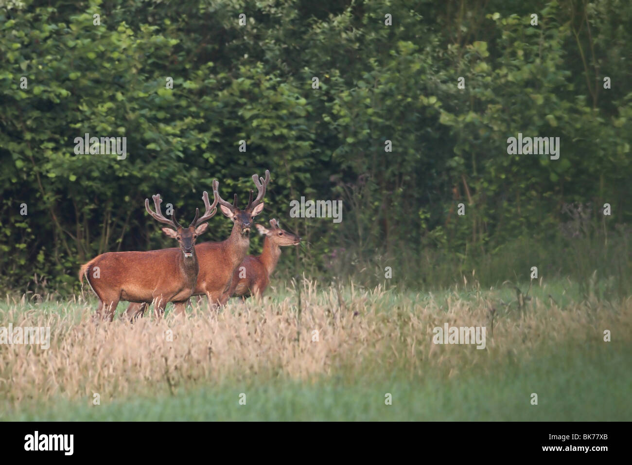 Red deer Stockfoto