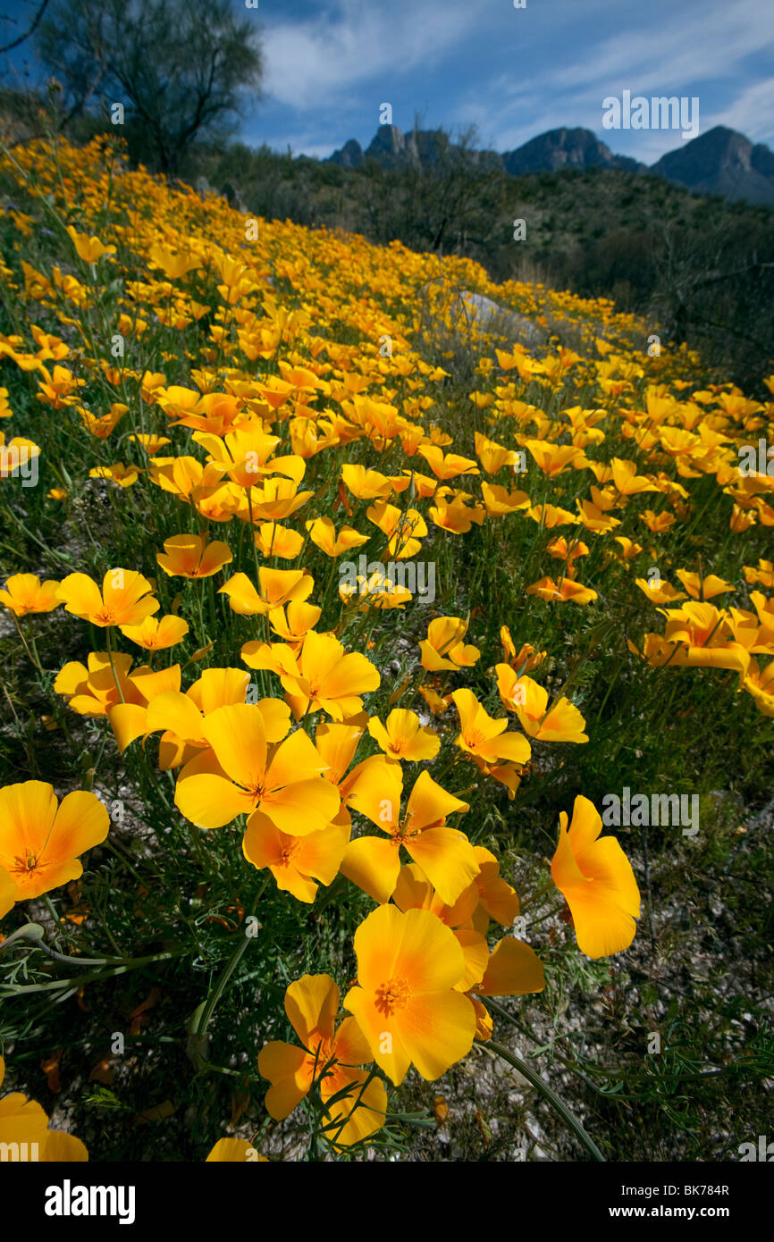 Wildblumenwiese, Mexican Gold Mohn (Eschscholzia Californica SSP. Mexicana), blühen in der Sonora-Wüste, Tucson, Arizona Stockfoto
