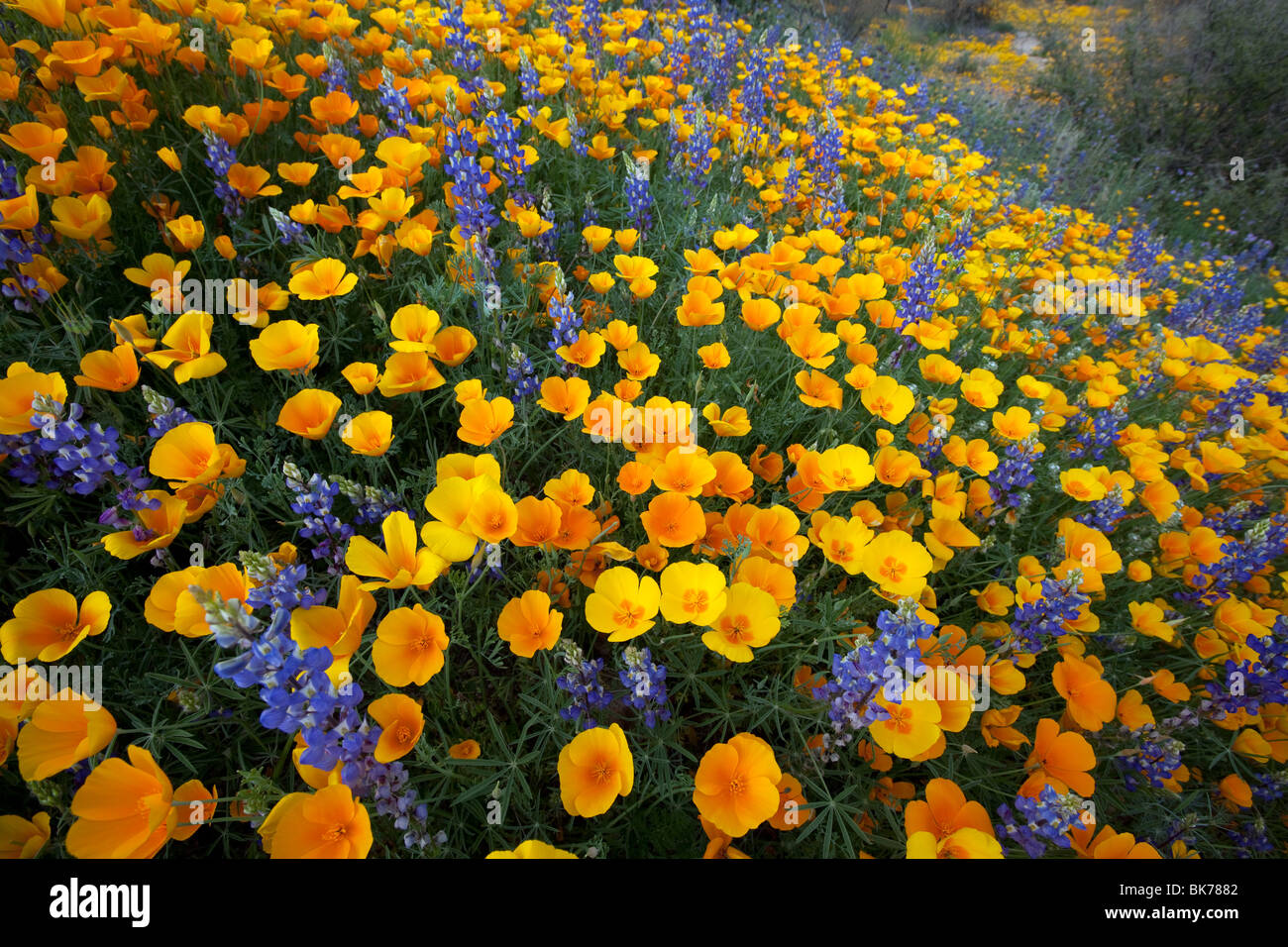 Frühling Wildblumen, Kalifornien Mohn (Eschscholzia Californica SSP. Mexicana) und Lupine (Lupinus Sparsiflorus), Arizona Stockfoto