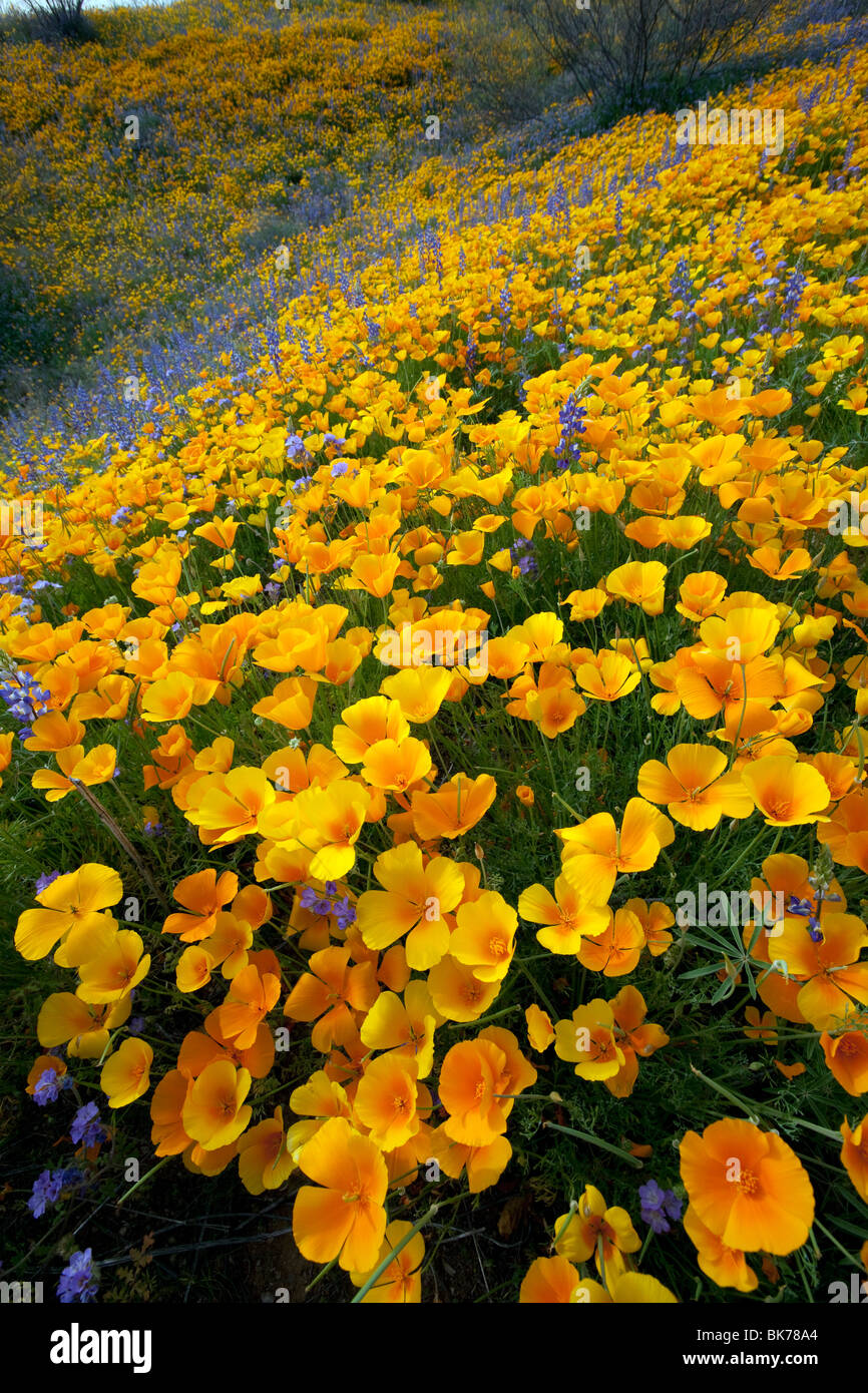 Sea of Wildflowers, California Mohn und Desert Lupin, Tucson, Arizona Stockfoto
