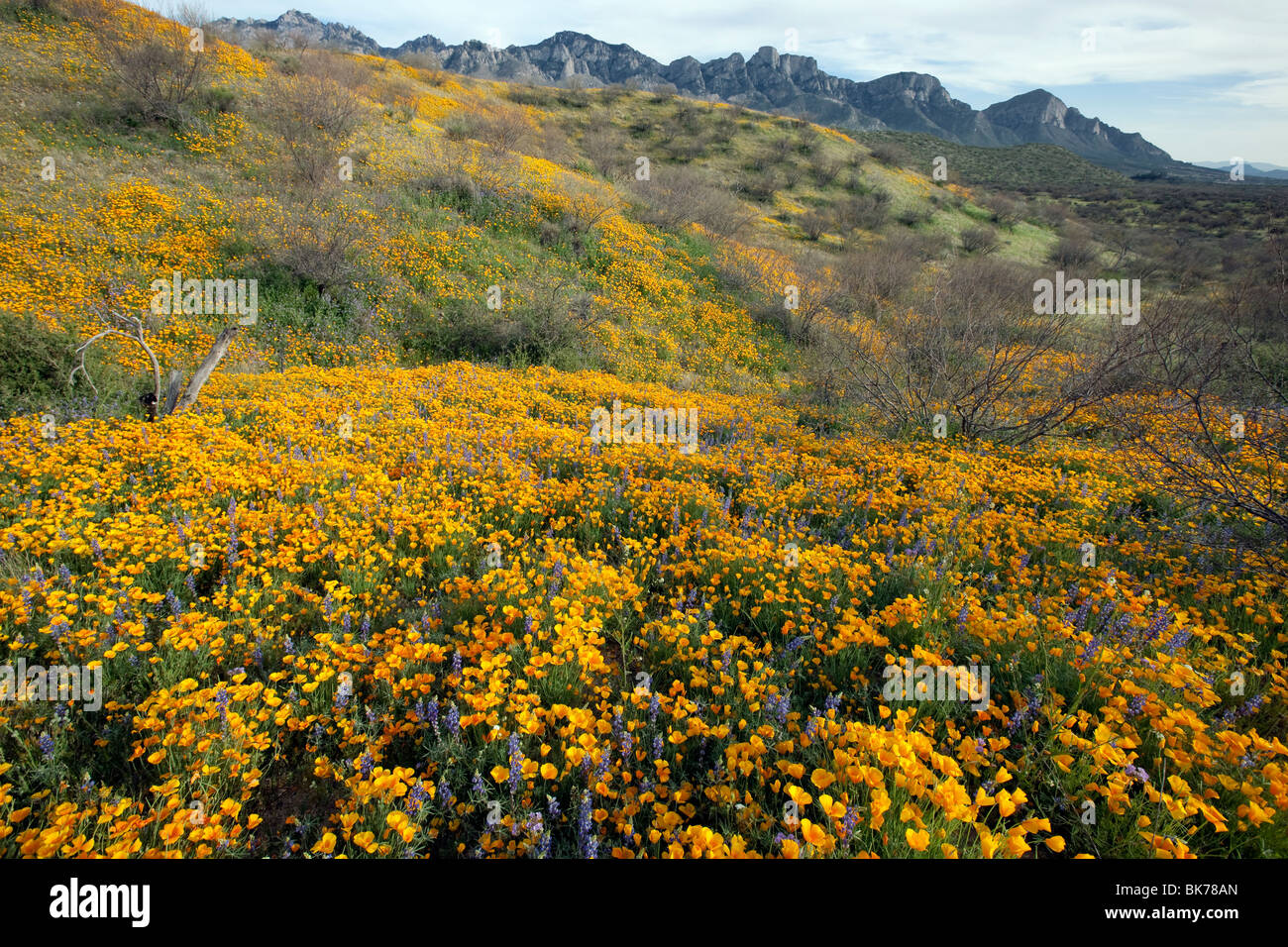 Meer von Wildblumen, California Poppies und Wüste Lupine, Catalina State Park, Tucson, Arizona Stockfoto