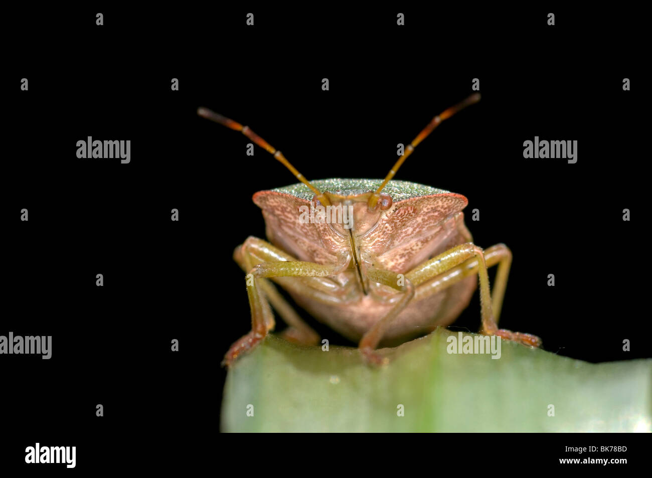 Grüne Shieldbug auf Blatt. Palomina Prasina, Ordnung Hemiptera Sub Ordnung Heteroptera Familie Acanthosomidae Stockfoto