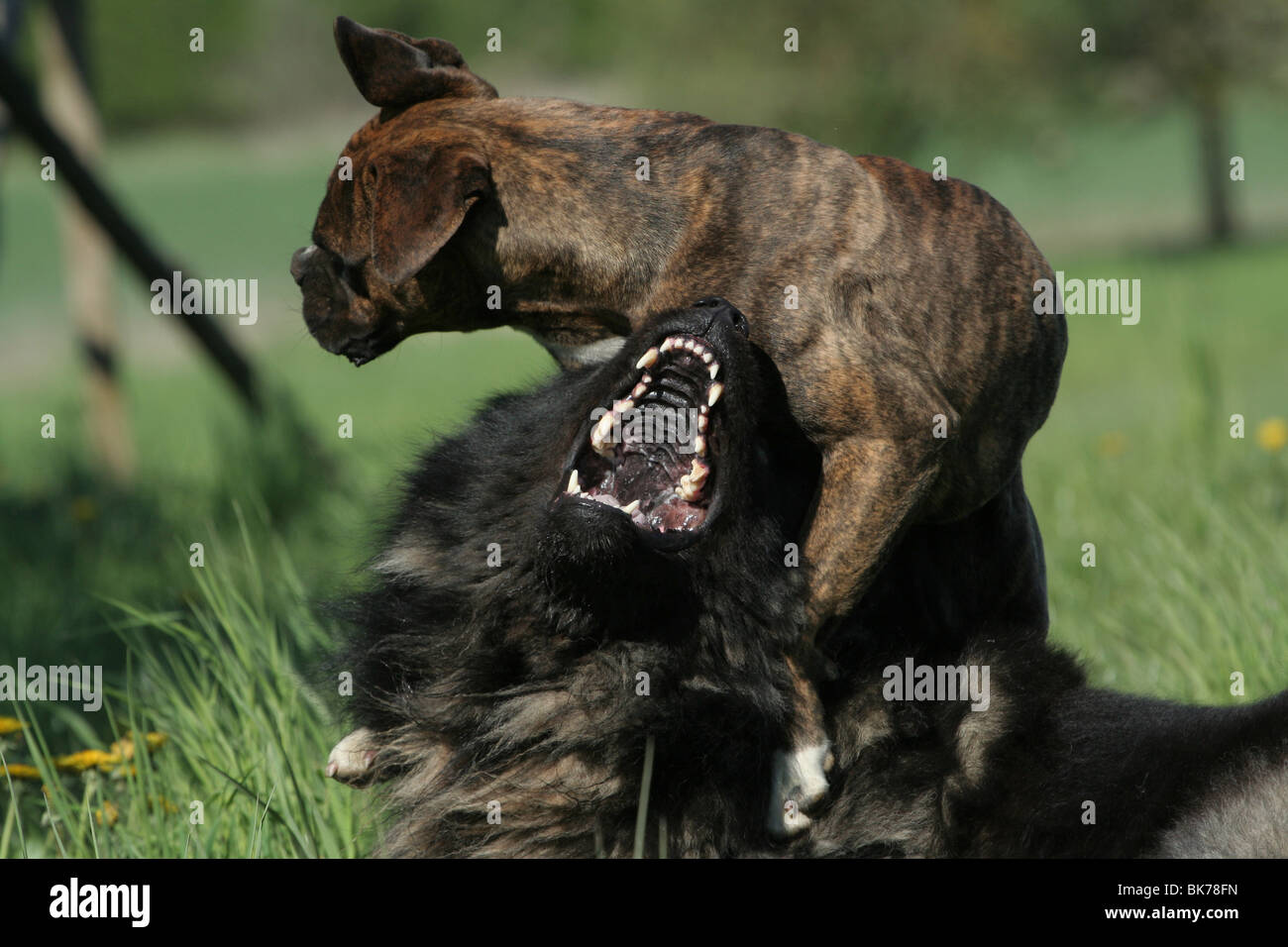 Hunde spielen Stockfoto