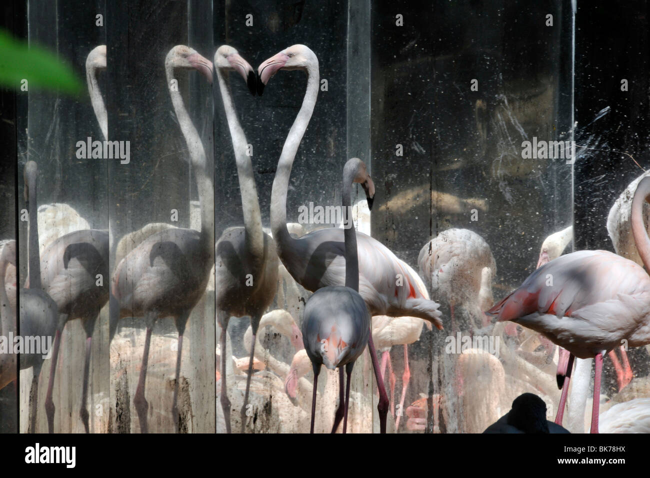 Chilenische Flamingos, Phoenicopterus Chilensis Darsteller am Spiegel, Parque Das Aves, Foz Iguaçu, Parana, Brasilien Stockfoto