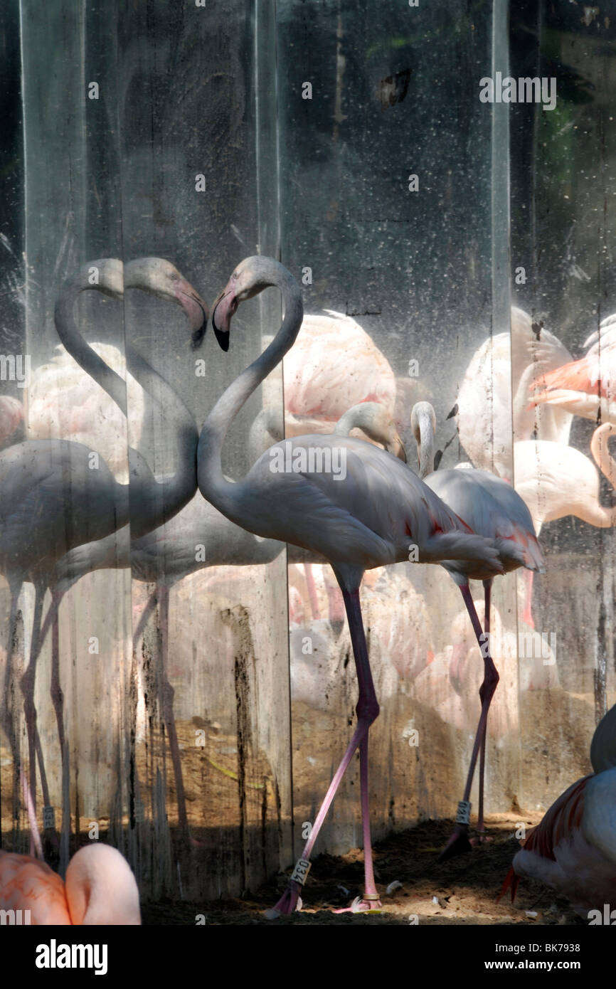 Chilenische Flamingos, Phoenicopterus Chilensis, starrte auf Spiegel, Parque Das Aves, Foz Iguaçu, Parana, Brasilien Stockfoto