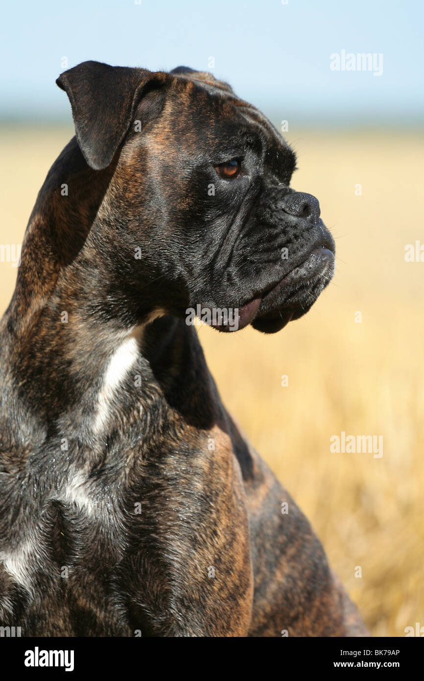 Boxer Stockfoto