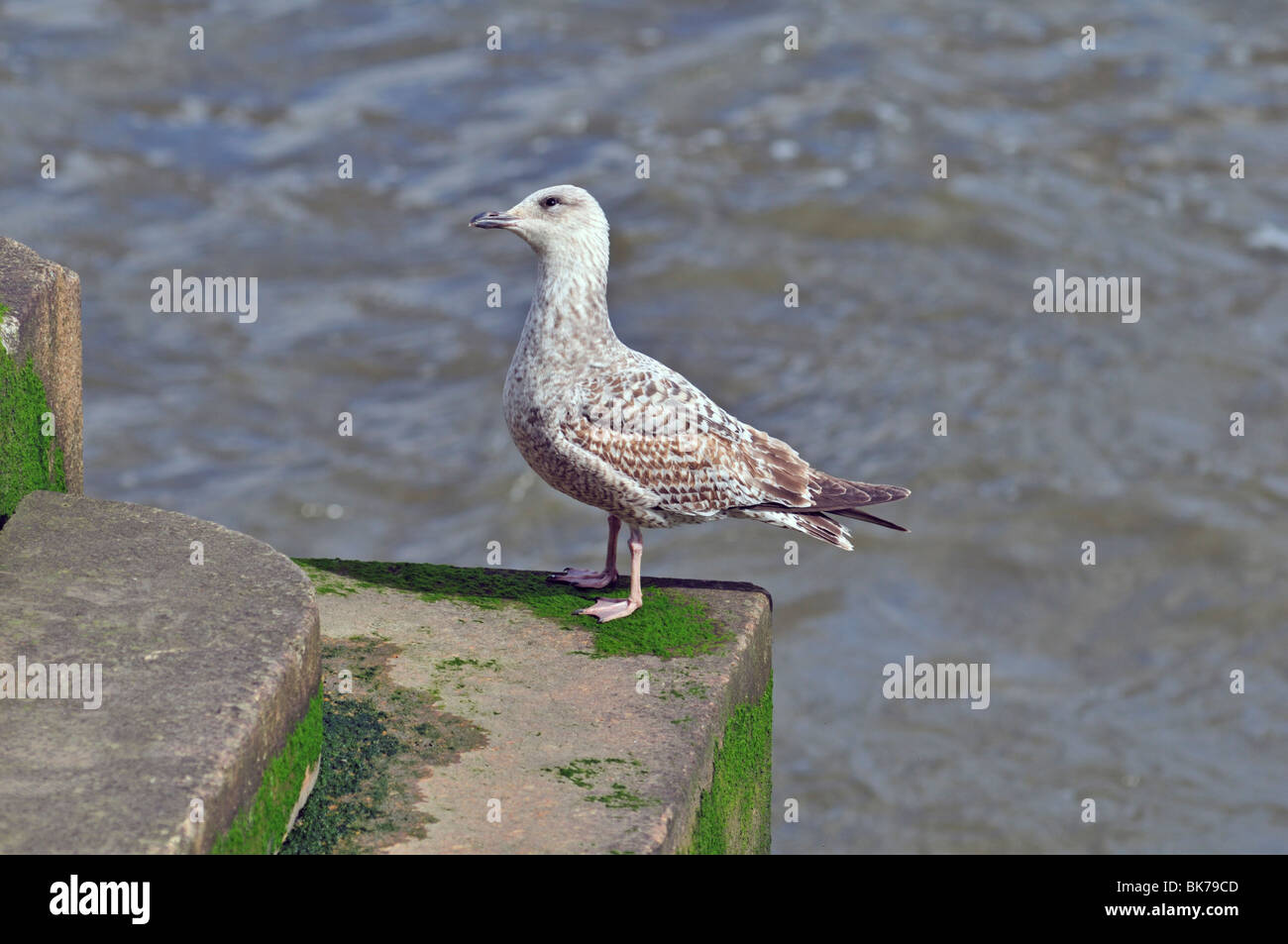 SeaGull hocken neben der Themse, London, Vereinigtes Königreich Stockfoto