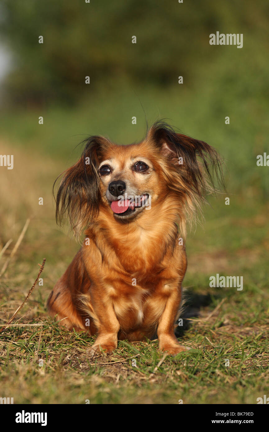 Dackel Chihuahua Mix Stockfotografie Alamy