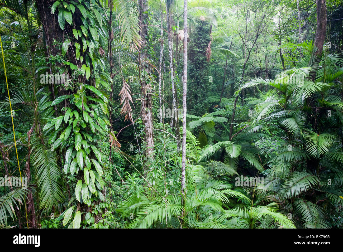 Der Daintree Regenwald, Queensland, Australien. Stockfoto