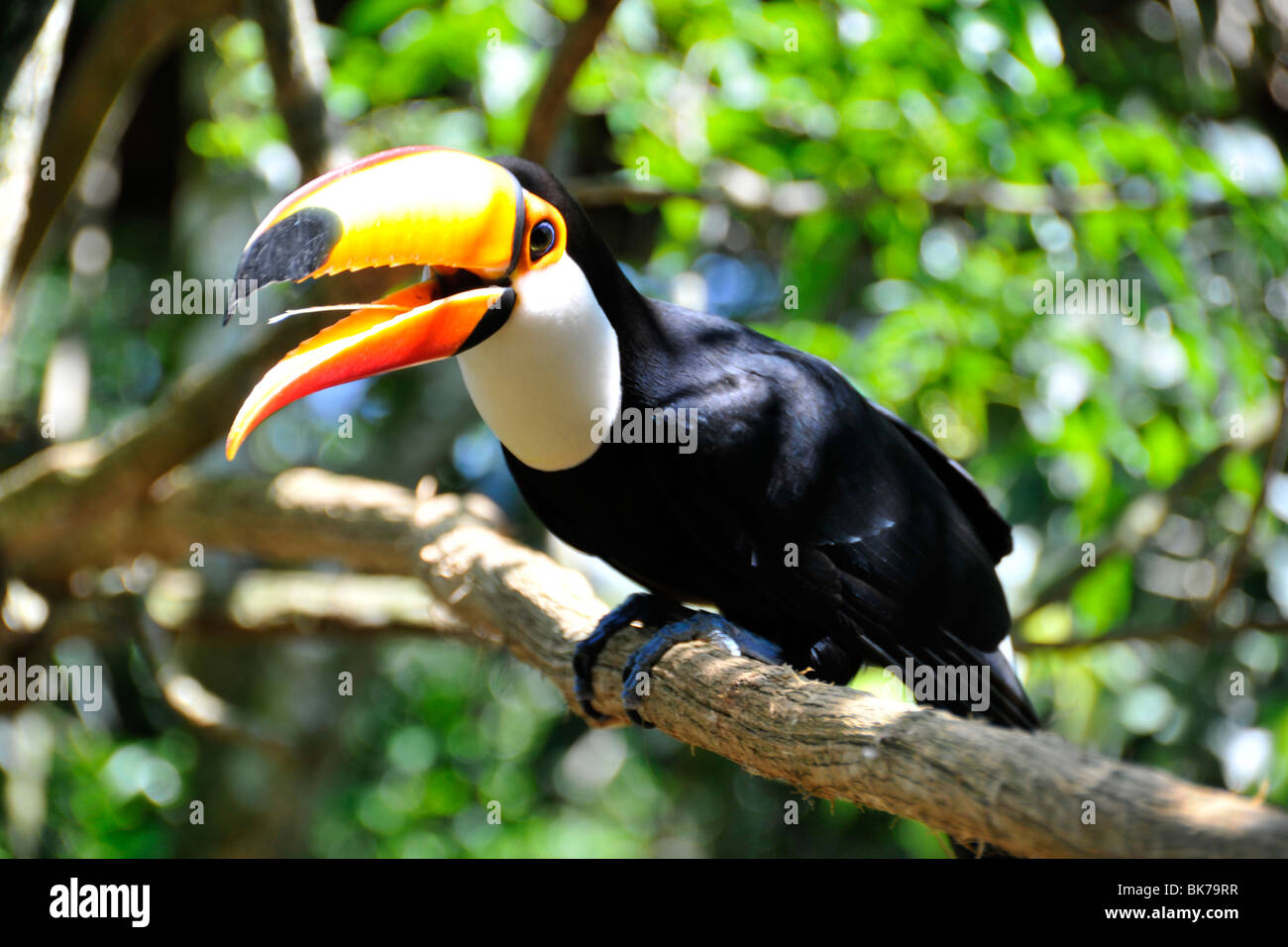 Toucan bird -Fotos und -Bildmaterial in hoher Auflösung – Alamy