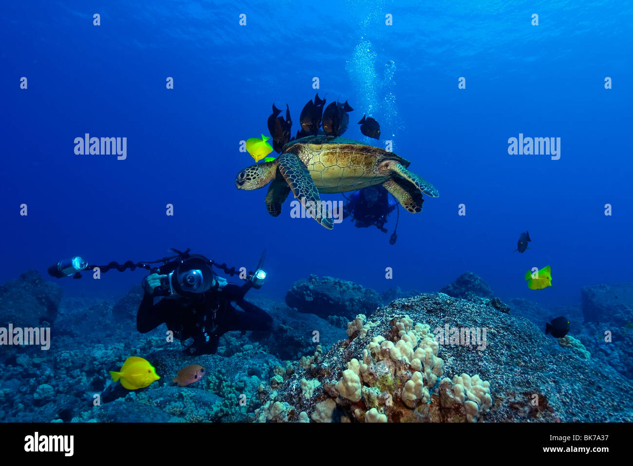 Unterwasser-Fotografen und grüne Meeresschildkröte Reinigungsstation, Kailua-Kona, Hawaii, Nordpazifik Stockfoto