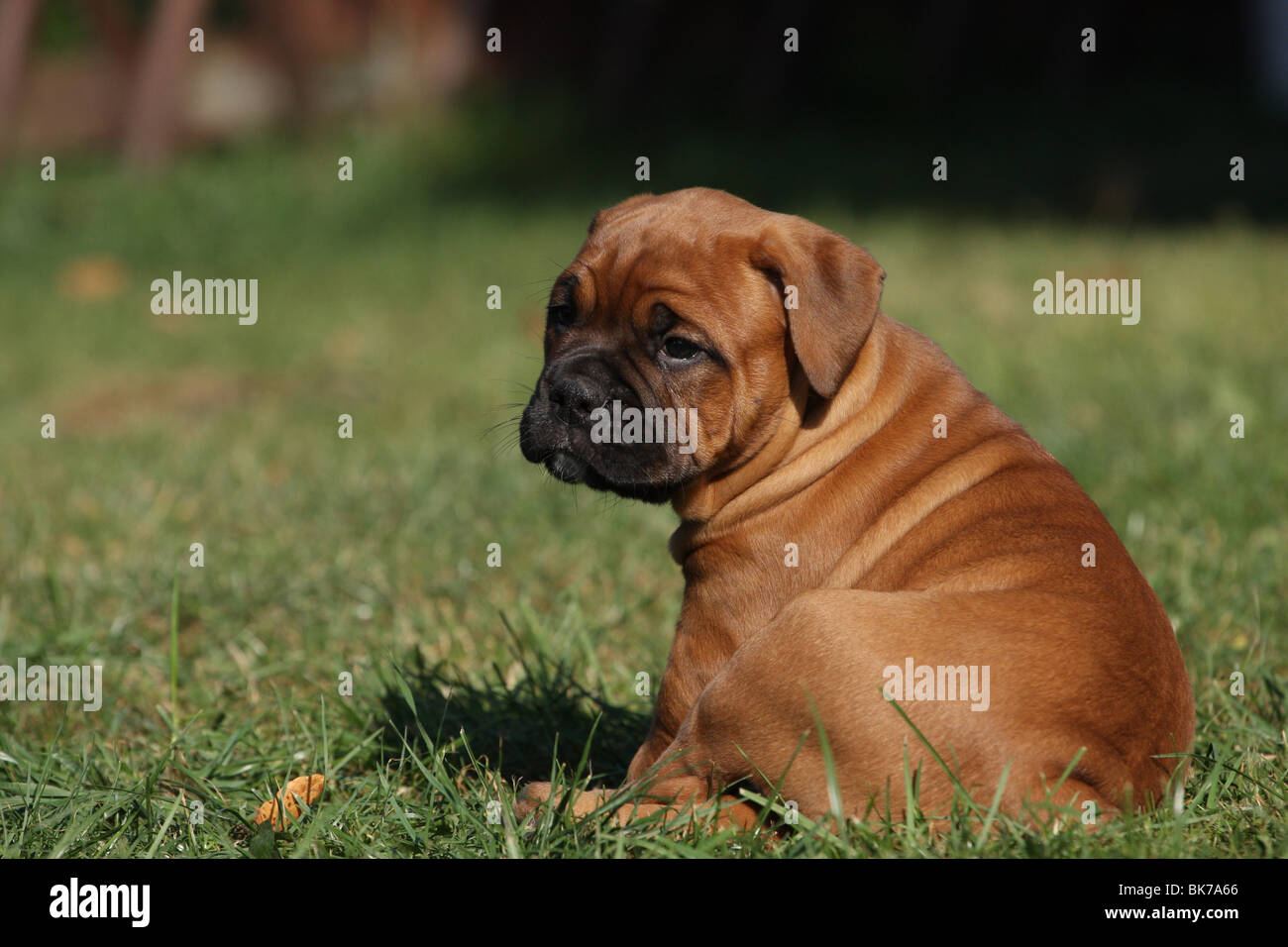 Olde English Bulldogge Stockfoto