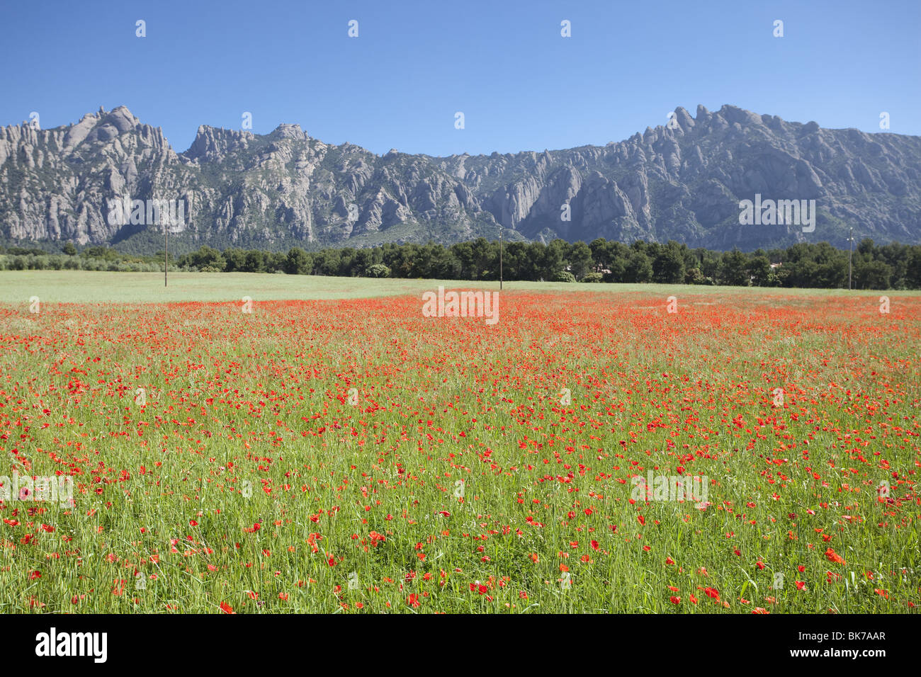 Poppy Field und Montserrat Berg Stockfoto