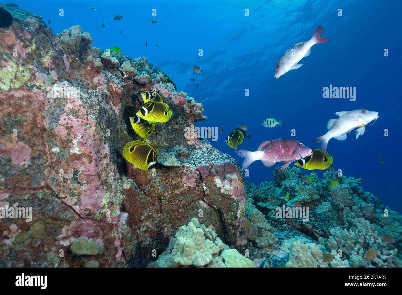 Racoon Butterflyfish, Chaetodontidae Lunula und Doublebar Goatfish, Parupeneus Bifasciatus, Kailua-Kona, Hawaii Stockfoto