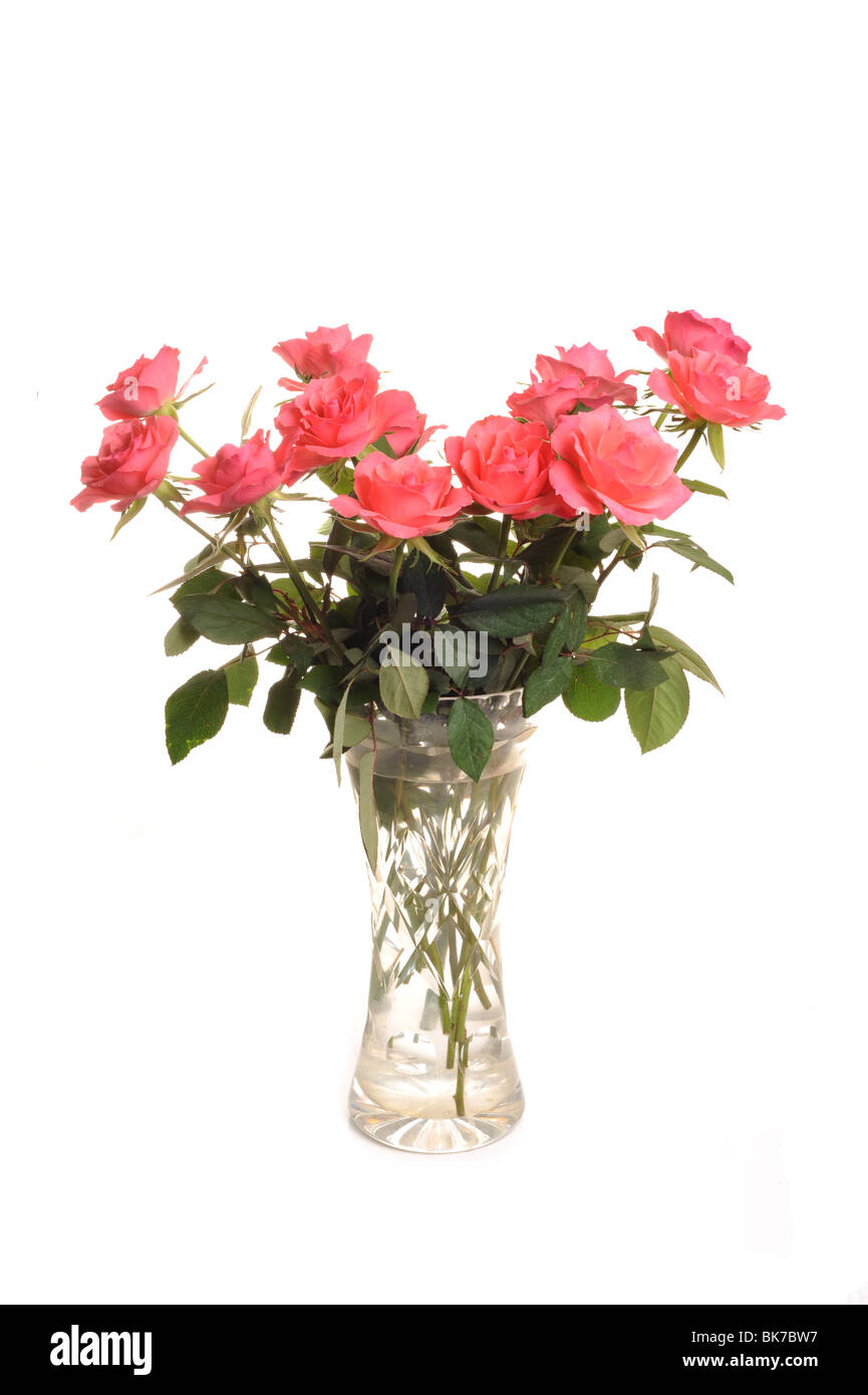 Bilder aus dem Monat Rosen in einer Vase im Studio vor einem weißen Hintergrund Stockfoto