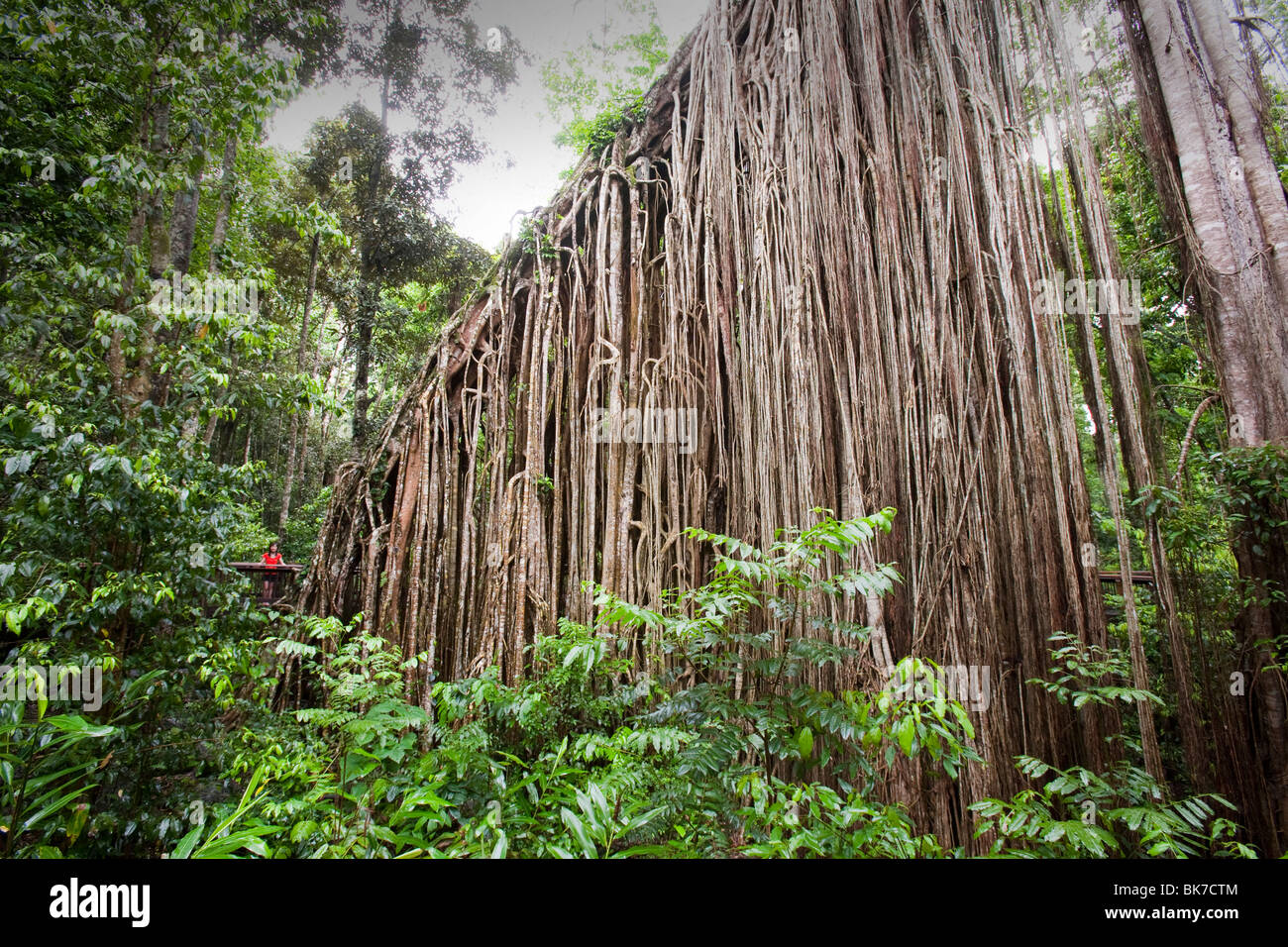 Der Curtain Fig Tree, eine massive grün Feigenbaum (Ficus Virens) in den Daintree Rainforest auf die Atherton Tablelands Stockfoto