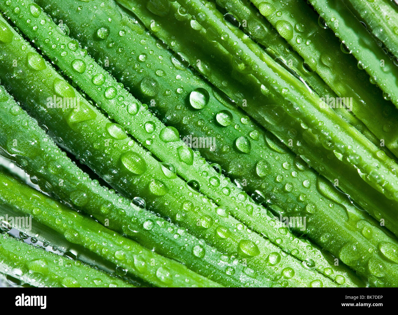 Blätter der Zwiebel Closeup mit Wassertropfen Stockfoto