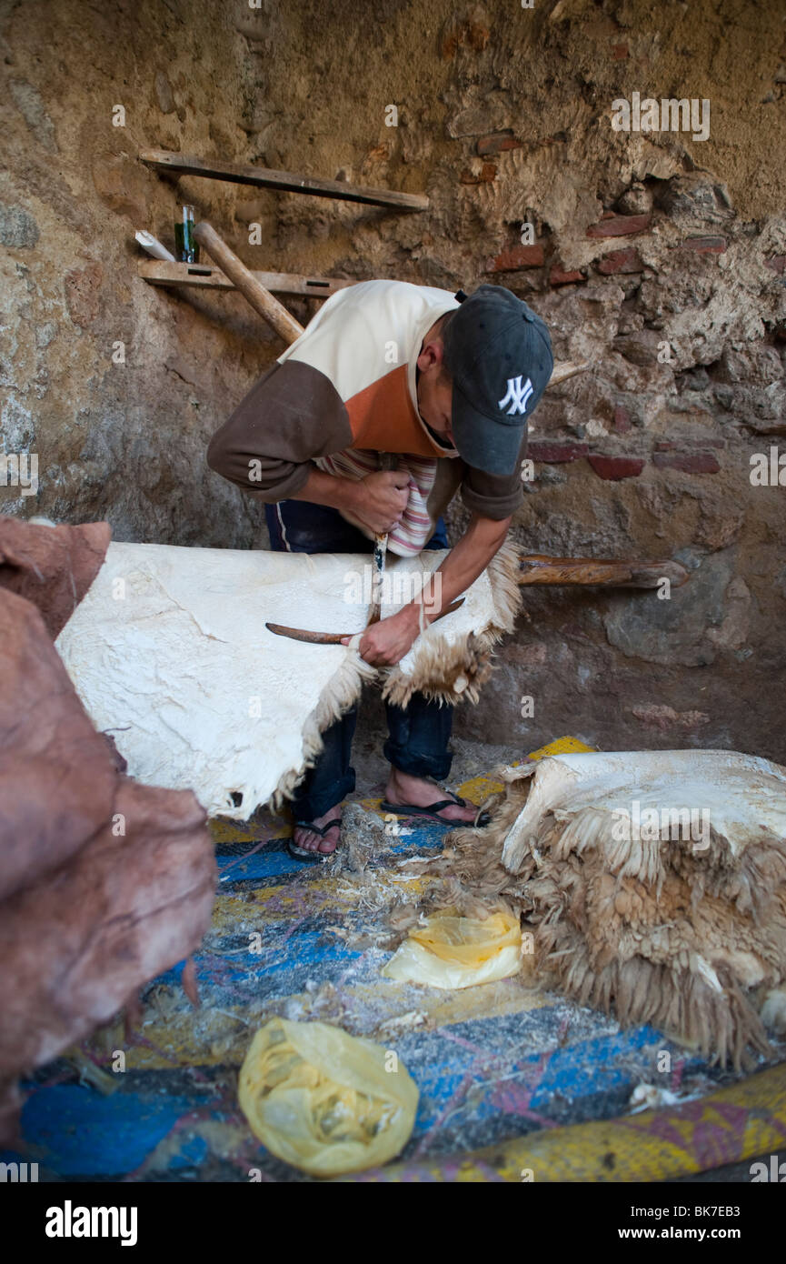 Tanner Scheren der Schafe Haut an Gerberei, Tetouan, Marokko. Stockfoto