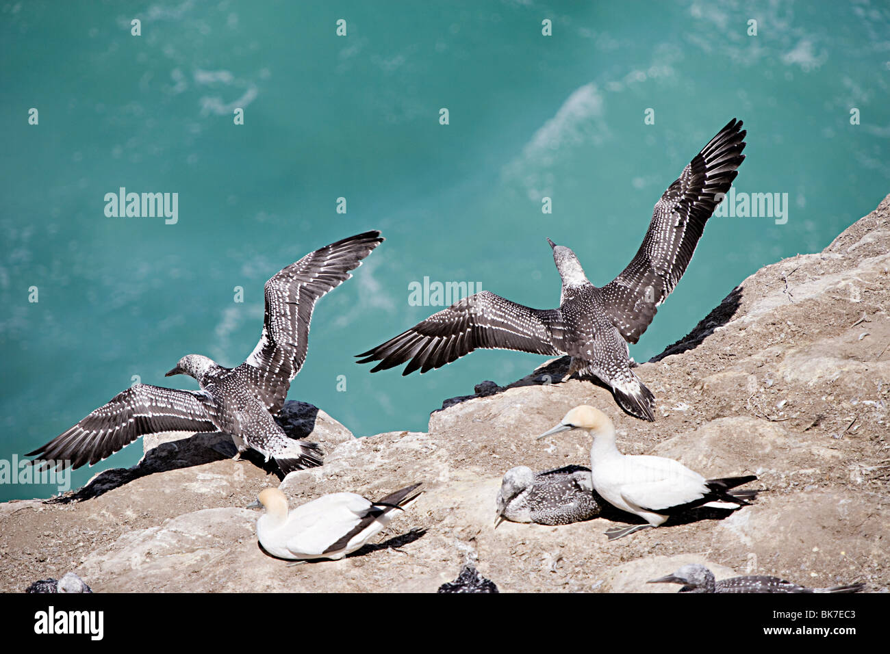 Muriwai Beach, junge Basstölpel fliegen üben Stockfoto