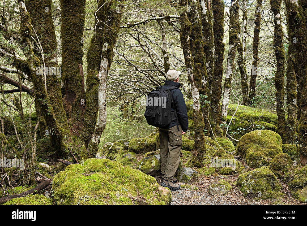 Arthurs Pass, Mann im Regenwald wandern Stockfoto