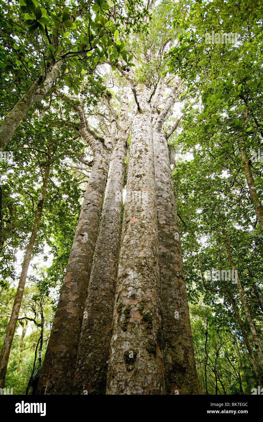 Northland, Waipoua Forest, riesige Kauri-Bäume Stockfoto