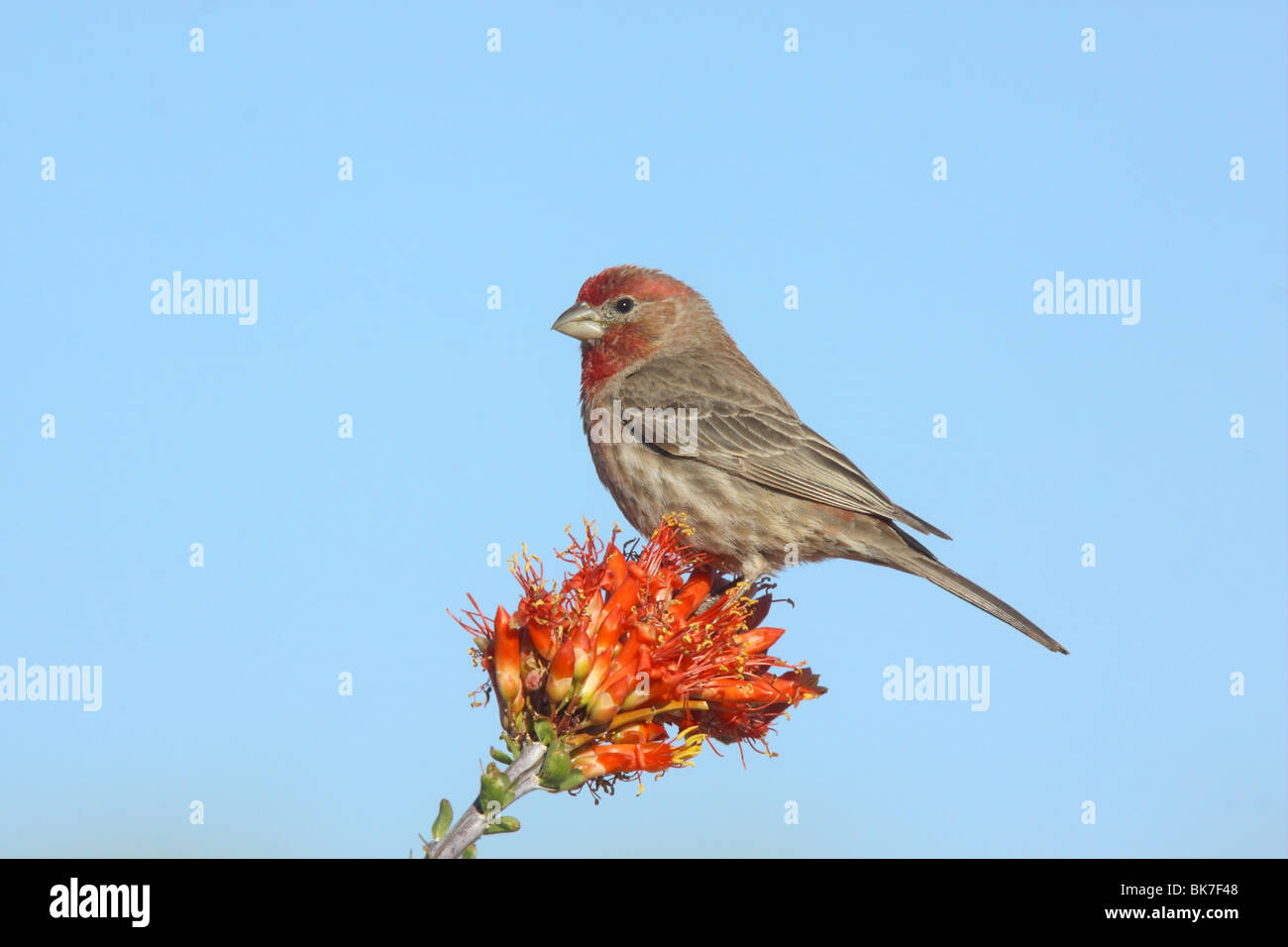 Haus Fink männlich auf Ocotillo Blumen. Stockfoto