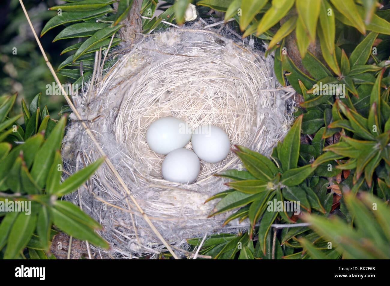 Geringerem Stieglitz Nest & Eiern. Stockfoto