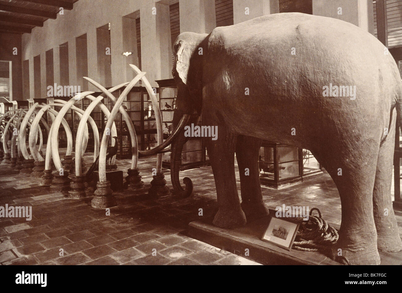 Stoffelefanten und Elfenbein Stoßzähne aus um 1890 in Bangkok Museum, Bangkok, Thailand, Südostasien, Asien Stockfoto