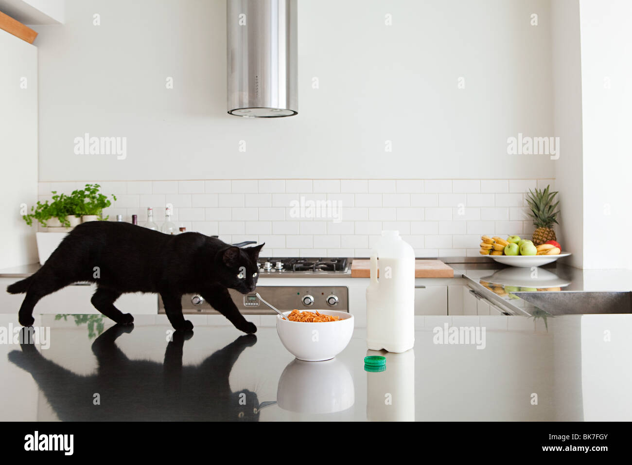 Schwarze Katze auf Theke mit Milch und Getreide Stockfoto