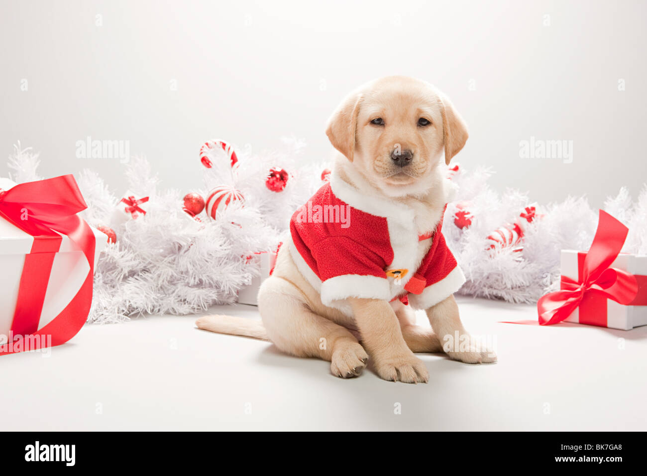 Weihnachtshaustier Kostum Stockfotos Und Bilder Kaufen Alamy