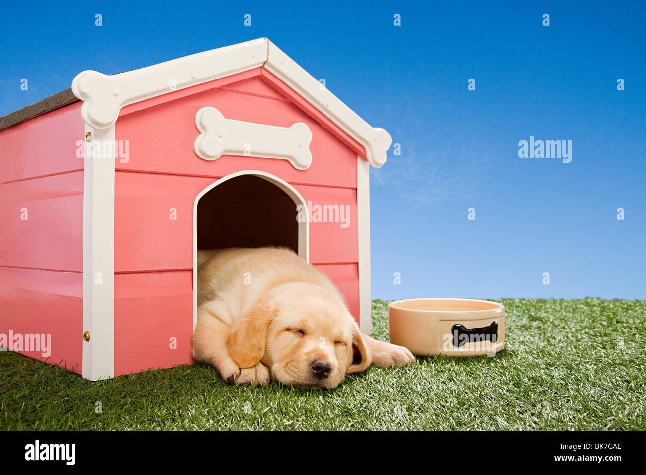 Labrador-Welpe schlafend im Zwinger Stockfoto