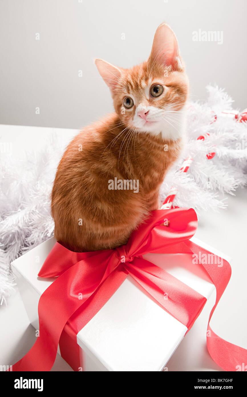 Katze Auf Einer Kiste Stockfotos und -bilder Kaufen - Alamy