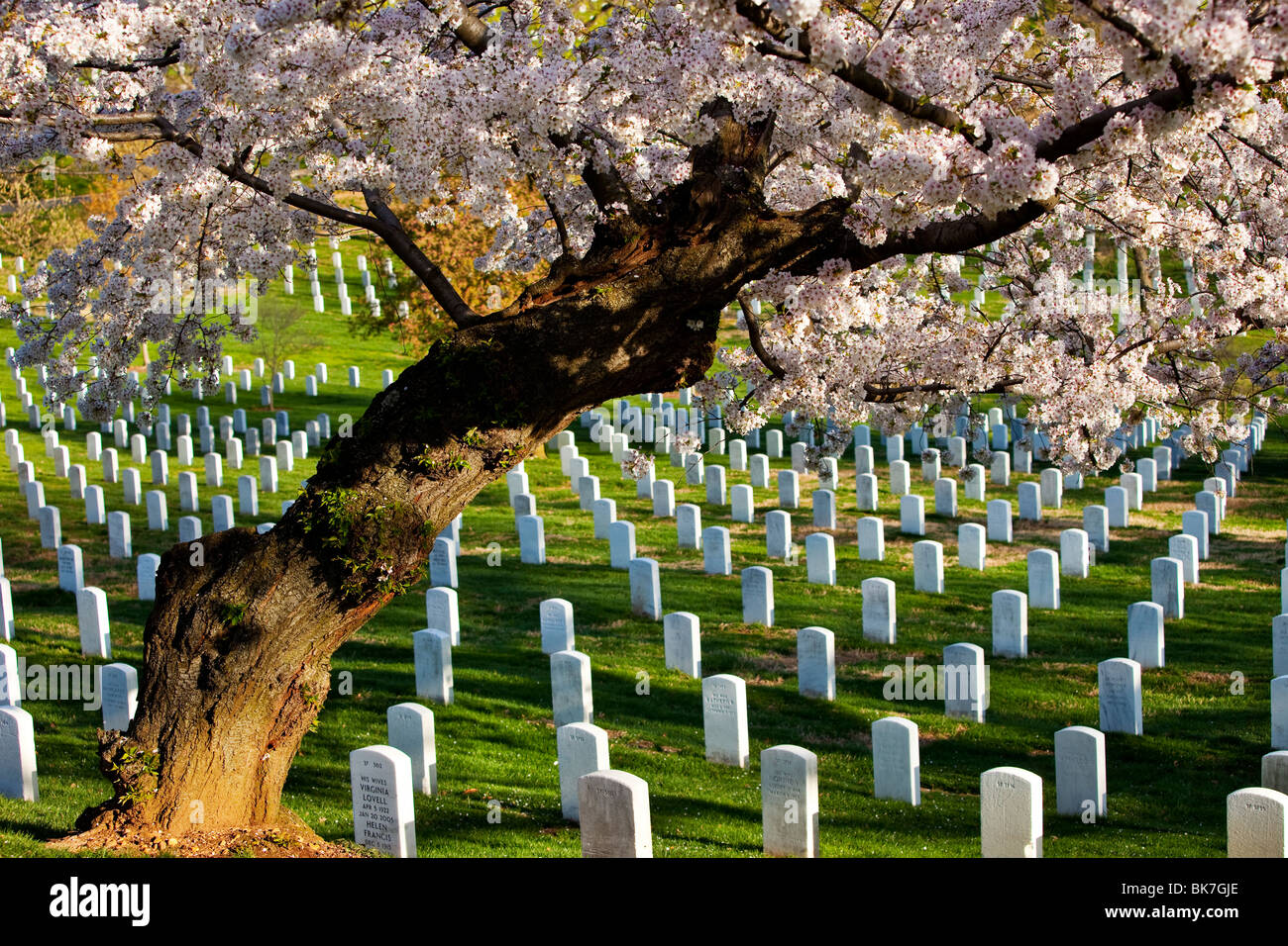 Blühenden Kirschbäume stehen Wache über die Grabsteine auf dem Nationalfriedhof Arlington in der Nähe von Washington DC USA Stockfoto