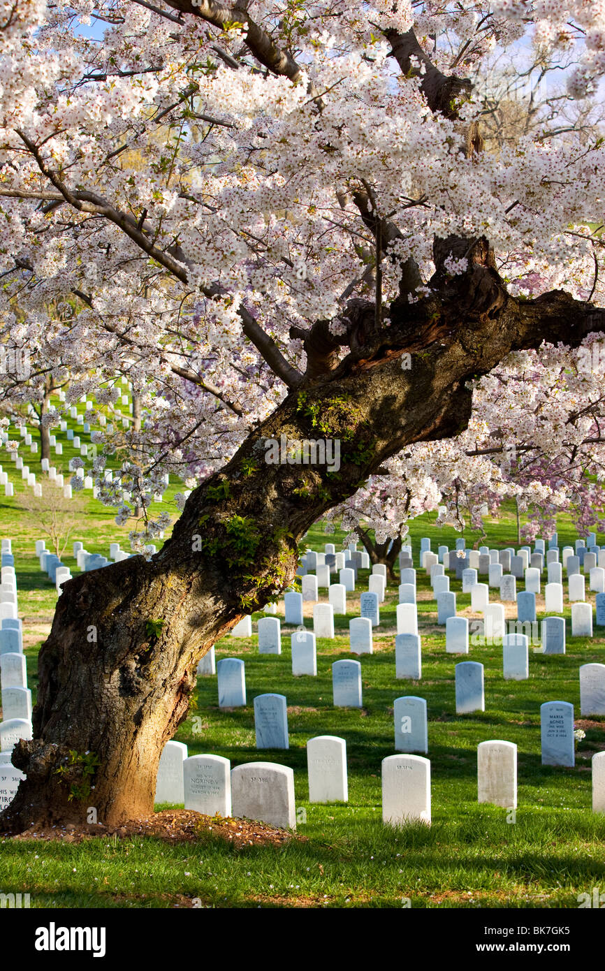 Blühenden Kirschbäume stehen Wache über die Grabsteine auf dem Nationalfriedhof Arlington in der Nähe von Washington DC USA Stockfoto